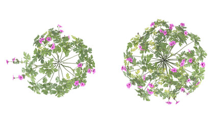 Various types of flowers grass bushes shrub and small plants isolated