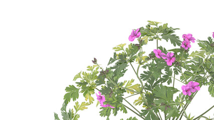 Various types of flowers grass bushes shrub and small plants isolated