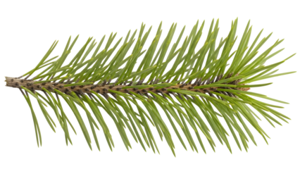 Pine tree branch with green needles isolated on a transparent background 6