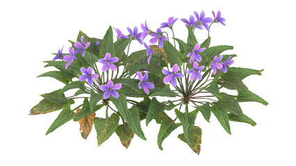 viola sororia, purple flower isolated