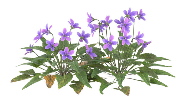 viola sororia, purple flower isolated