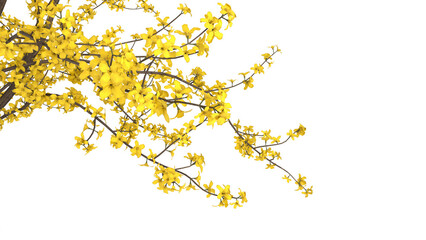 Variety of yellow tree branches isolated