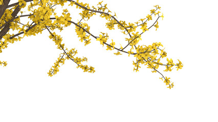 Variety of yellow tree branches isolated