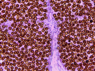 Microscopic Anatomy of Lycoperdon Bovista Puffball Gleys and Spore Struct © Mohammed