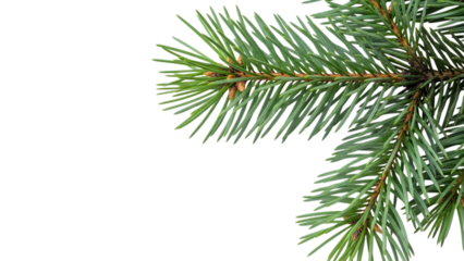 Pine tree branch with green needles isolated on a transparent background 7