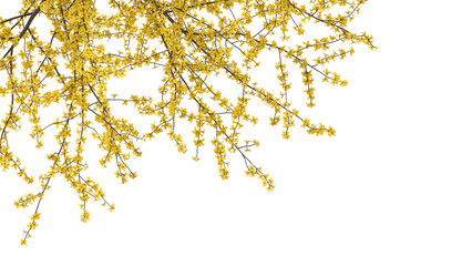 Variety of yellow tree branches isolated