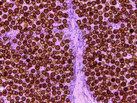 Microscopic Anatomy of Lycoperdon Bovista Puffball Gleys and Spore Struct