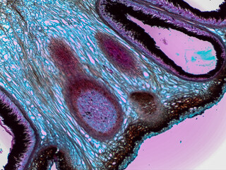 Microscopic Detailed Visualization of Xylaria Stroma and Fungal Reproductive Structures Ana © Mohammed