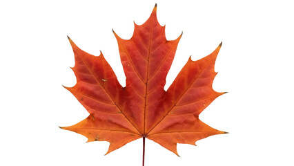 Fototapeta premium Isolated red maple leaf for autumn design projects, Canadian symbol, fall season themes