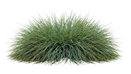 Blue-green ornamental grass clump isolated on white background