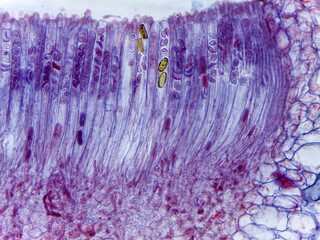 Microscopic Visualization of Lachnea Apothecium and Ascomycota Fungal Reproductive Structu © Mohammed