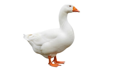 Isolated goose, a large waterfowl standing upright in a studio shot with clean presentation © Carmen
