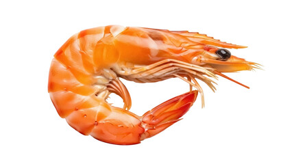 Isolated cooked shrimp, fresh seafood for a healthy diet, close-up on a delicious prawn
