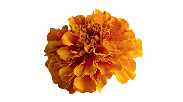 A beautiful closeup of an isolated orange calendula marigold flower with vibrant petals in bloom against a white background, capturing the natural floral beauty of a summer garden blossom