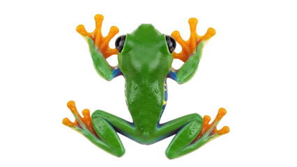 Isolated Red-Eyed Tree Frog, Colorful Amphibian Standing on Display, Vibrant Tropical Animal