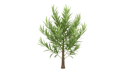 Small tree with green leaves and brown trunk isolated on a transparent background