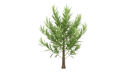 Small tree with green leaves and brown trunk isolated on a transparent background