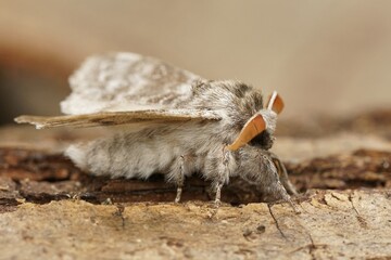 Closeup on the European Pale tussock moth, Calliteara pudibund sitting on wood