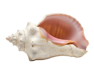 Isolated Conch seashell, a beautiful sea shell with pink lip, on a neutral backdrop