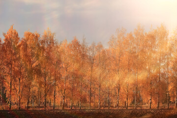 Fototapeta premium Autumn park background landscape, trees in warm tones, nature photography