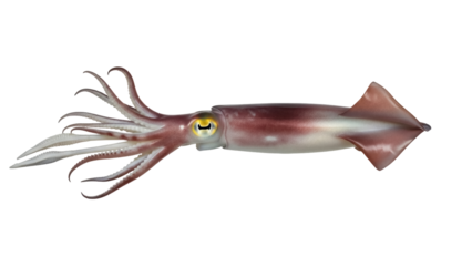 Isolated Sea Squid underwater animal, longfin inshore calamari cephalopod invertebrate creature