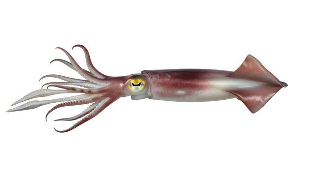 Isolated Sea Squid underwater animal, longfin inshore calamari cephalopod invertebrate creature