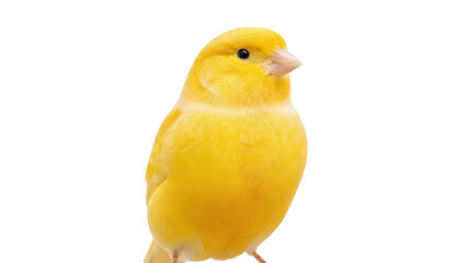 Isolated yellow canary bird close-up, vibrant plumage, small finch, popular pet, bright, cheerful