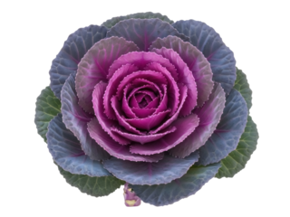 Isolated ornamental cabbage flower blossom bloom vegetable on bright clear view stock photo