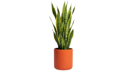 Isolated Sansevieria trifasciata indoor plant, popular in modern homes, orange pot, home decor