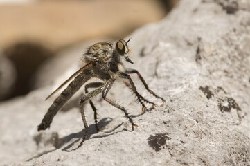 Closeup on a French robber fly, Machimus arthriticus,  posed on a stone in the Gard, France