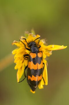 Vertical closeup on a European colorful Blister beetle, Mylabris variabilis in a yellow wildflower