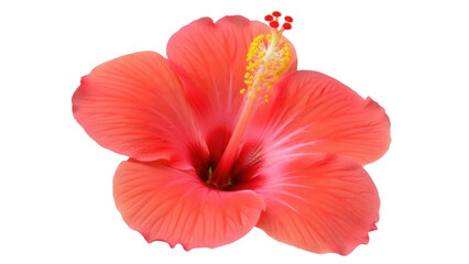 Isolated beautiful red hibiscus flower blossom, petals, stamen, pistil, bloom, close-up macro © Nuria