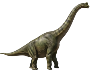 Isolated sauropod dinosaur is on a clean background and viewed in full standing profile side