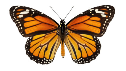 Isolated Monarch butterfly with opened wings, beautiful orange animal without background © Antonio