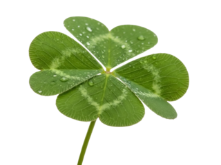 Isolated four-leaf clover with water droplets, St Patrick's Day symbol of luck and good fortune
