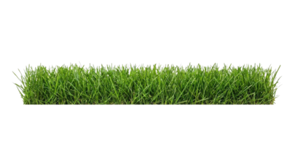 Green Grass Strip Isolated on White Background