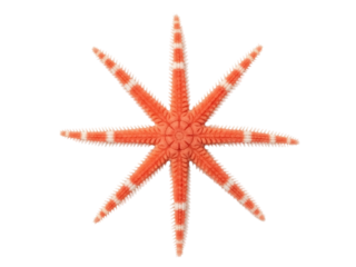 Isolated cushion star with eight arms, orange starfish, marine animal, nature close up