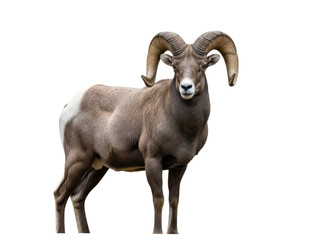Isolated ram standing, its large curved horns facing forward, looking straight ahead