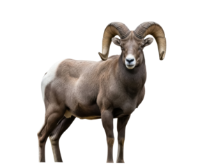 Isolated ram standing, its large curved horns facing forward, looking straight ahead