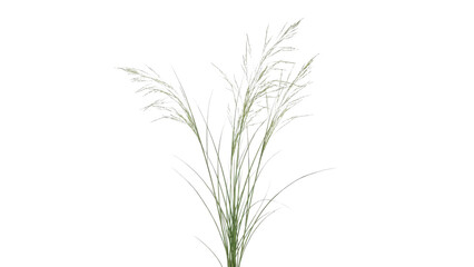 Fototapeta premium Isolated Green Wild Grass Plant Clump on White Background