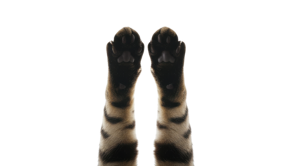Isolated Cute Striped Cat Paws Pointing Upwards on White Background