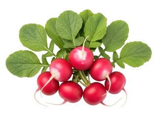 Isolated fresh radishes with green leaves, a colorful and vibrant produce display