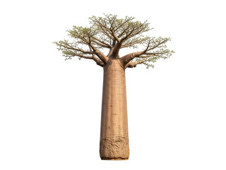 Isolated baobab tree, upside-down tree, monkey bread tree found in Madagascar or Africa