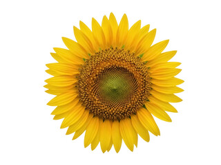 Isolated bright yellow sunflower blossom with green center, sunny nature beauty, botanical