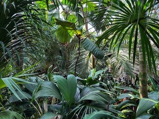 Lush Tropical Foliage in a Botanical Garden