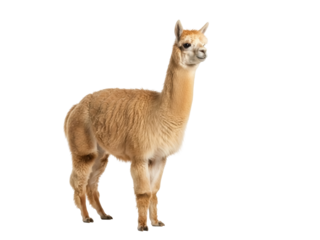 Isolated Alpaca standing, in full length, posing for a portrait, against plain backdrop