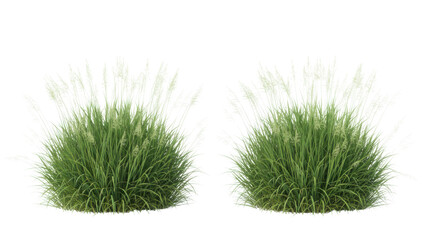 Two isolated green grass clumps on white background