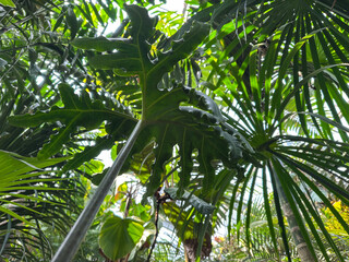 Lush Tropical Foliage in a Botanical Garden