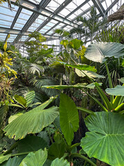 Lush Tropical Foliage in a Botanical Garden