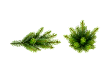 Two green pine tree branches on transparent background for decoration